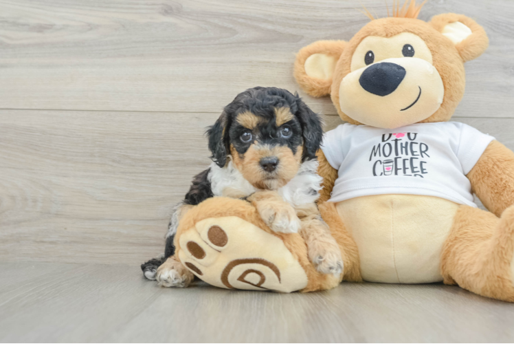Best Cockapoo Baby