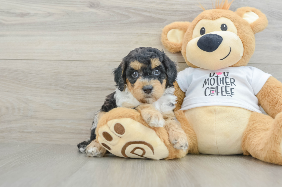 5 week old Cockapoo Puppy For Sale - Florida Fur Babies