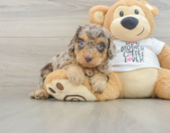 7 week old Cockapoo Puppy For Sale - Florida Fur Babies