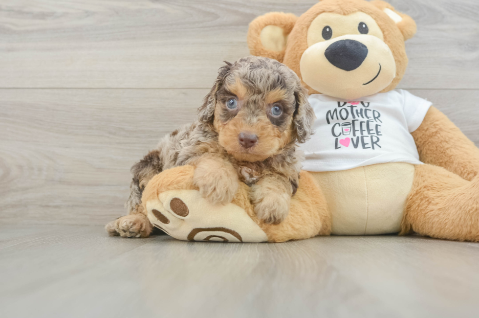 5 week old Cockapoo Puppy For Sale - Florida Fur Babies