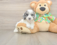 7 week old Cockapoo Puppy For Sale - Florida Fur Babies