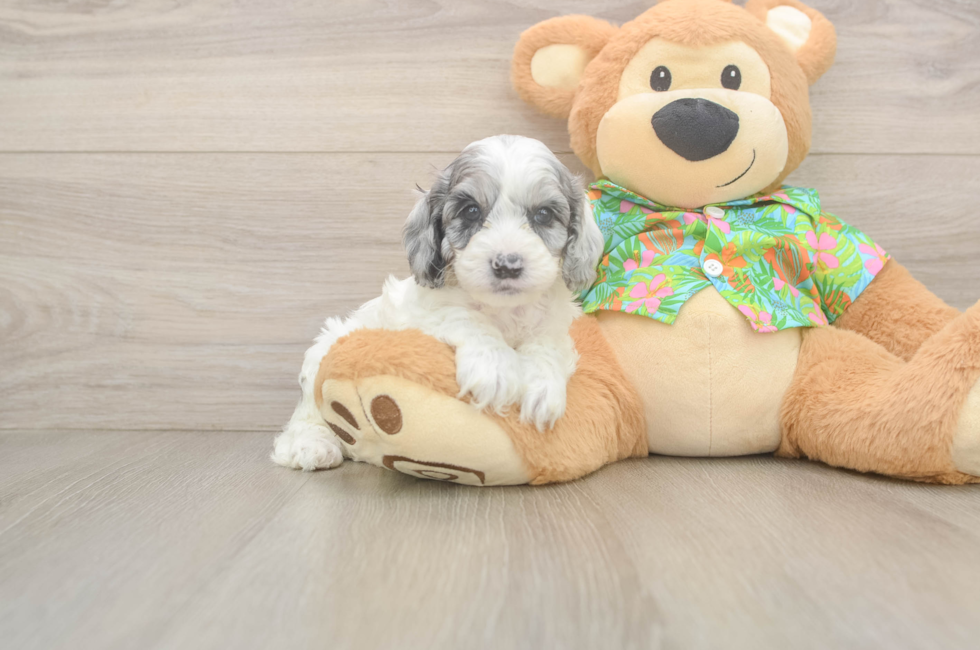 6 week old Cockapoo Puppy For Sale - Florida Fur Babies