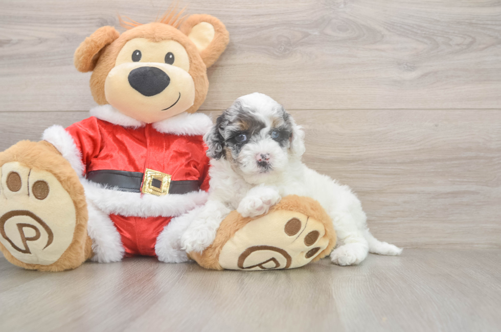 5 week old Cockapoo Puppy For Sale - Florida Fur Babies