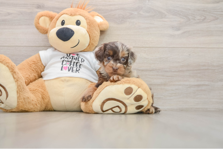 Best Cockapoo Baby