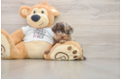Best Cockapoo Baby