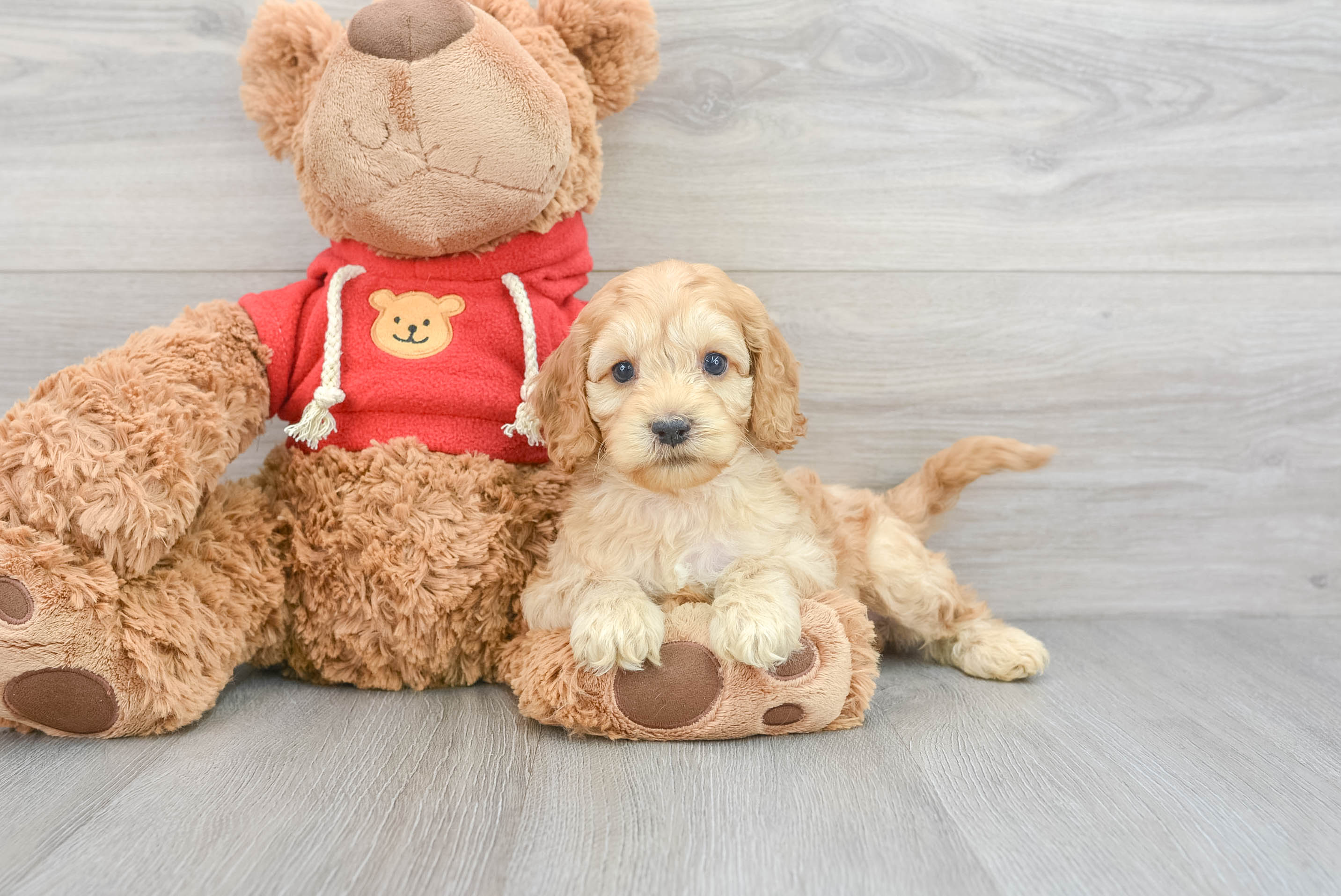 Teddy bear cockapoo on sale puppies for sale