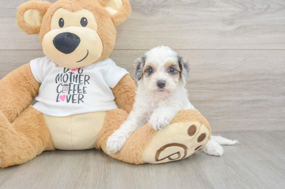 5 week old Cockapoo Puppy For Sale - Florida Fur Babies
