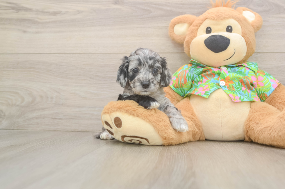 6 week old Cockapoo Puppy For Sale - Florida Fur Babies