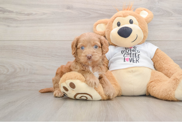 Popular Cockapoo Poodle Mix Pup