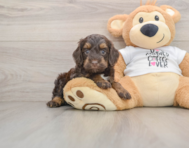 8 week old Cockapoo Puppy For Sale - Florida Fur Babies