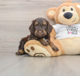 8 week old Cockapoo Puppy For Sale - Florida Fur Babies