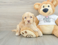 7 week old Cockapoo Puppy For Sale - Florida Fur Babies