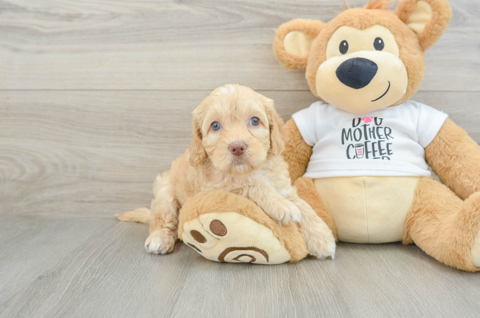 5 week old Cockapoo Puppy For Sale - Florida Fur Babies