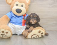 7 week old Cockapoo Puppy For Sale - Florida Fur Babies