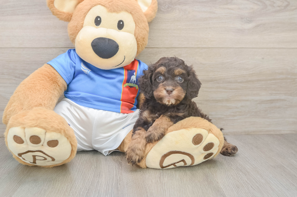 5 week old Cockapoo Puppy For Sale - Florida Fur Babies