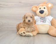 6 week old Cockapoo Puppy For Sale - Florida Fur Babies