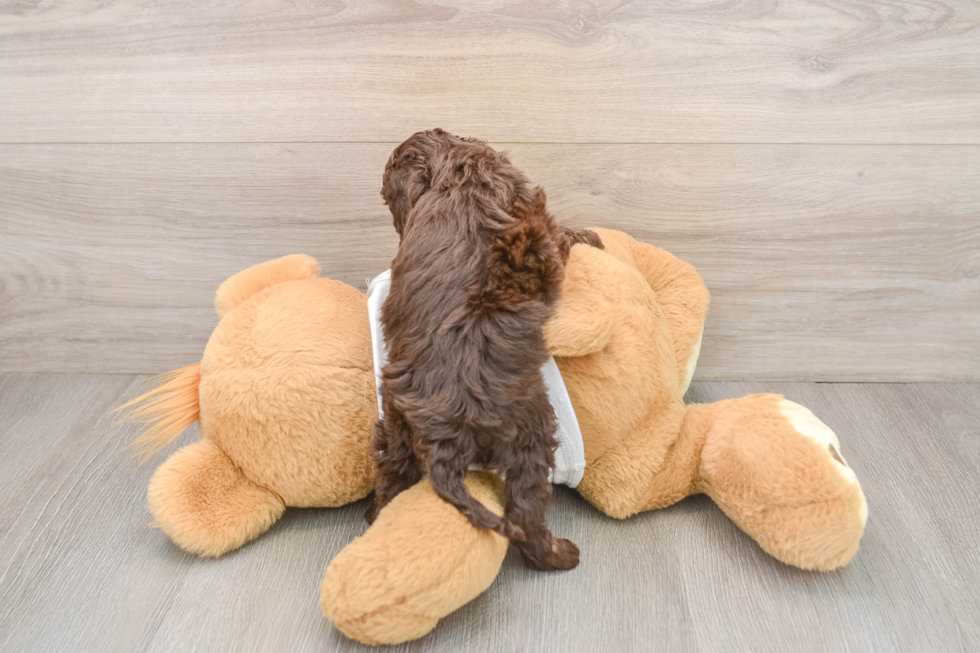 Cockapoo Puppy for Adoption