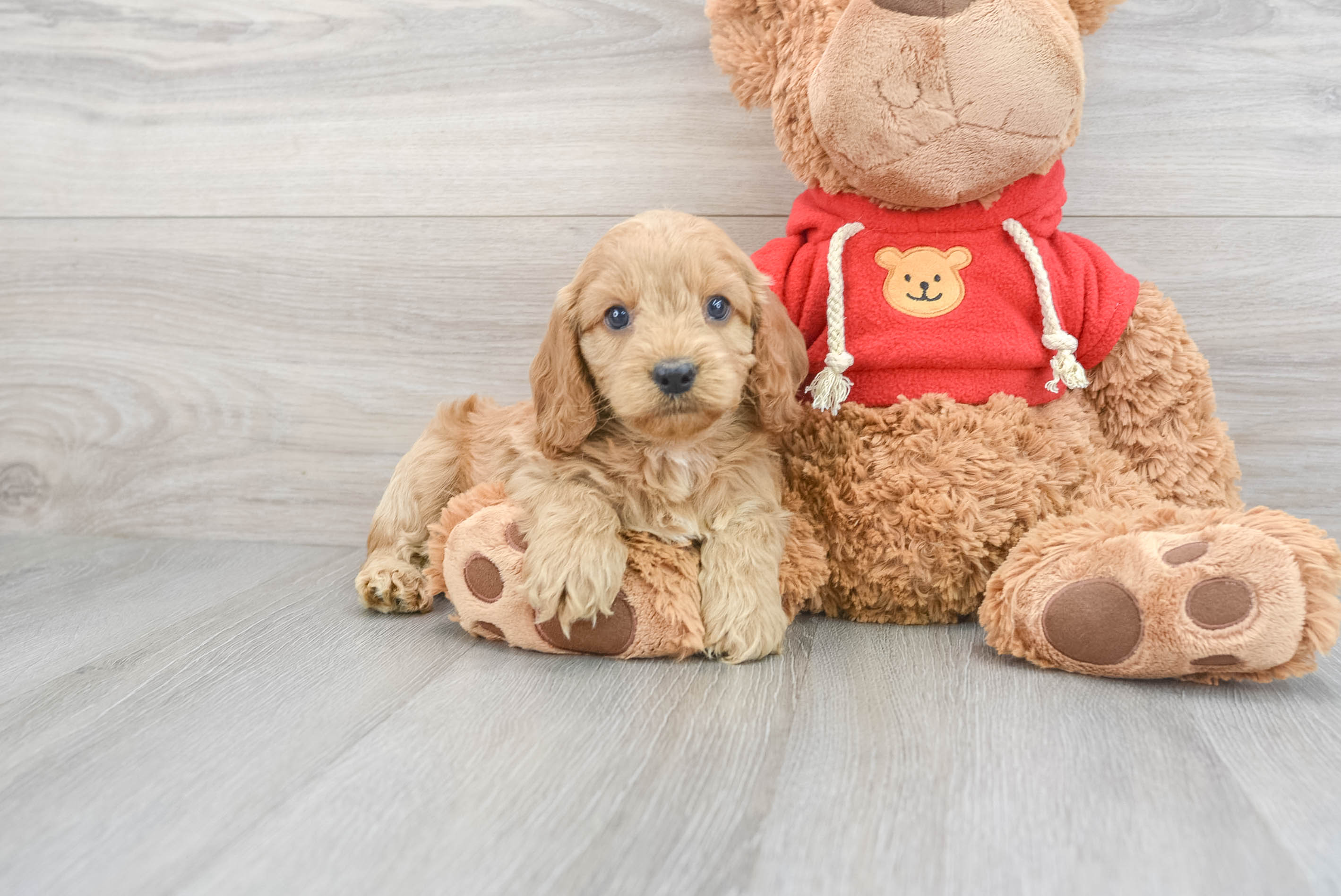 Teddy bear cockapoo puppies for clearance sale