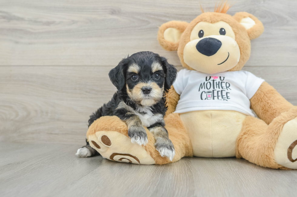 5 week old Cockapoo Puppy For Sale - Florida Fur Babies