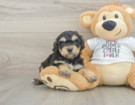 7 week old Cockapoo Puppy For Sale - Florida Fur Babies