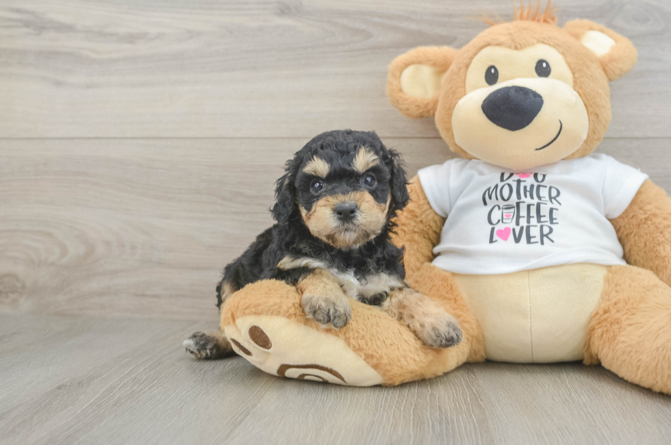 5 week old Cockapoo Puppy For Sale - Florida Fur Babies