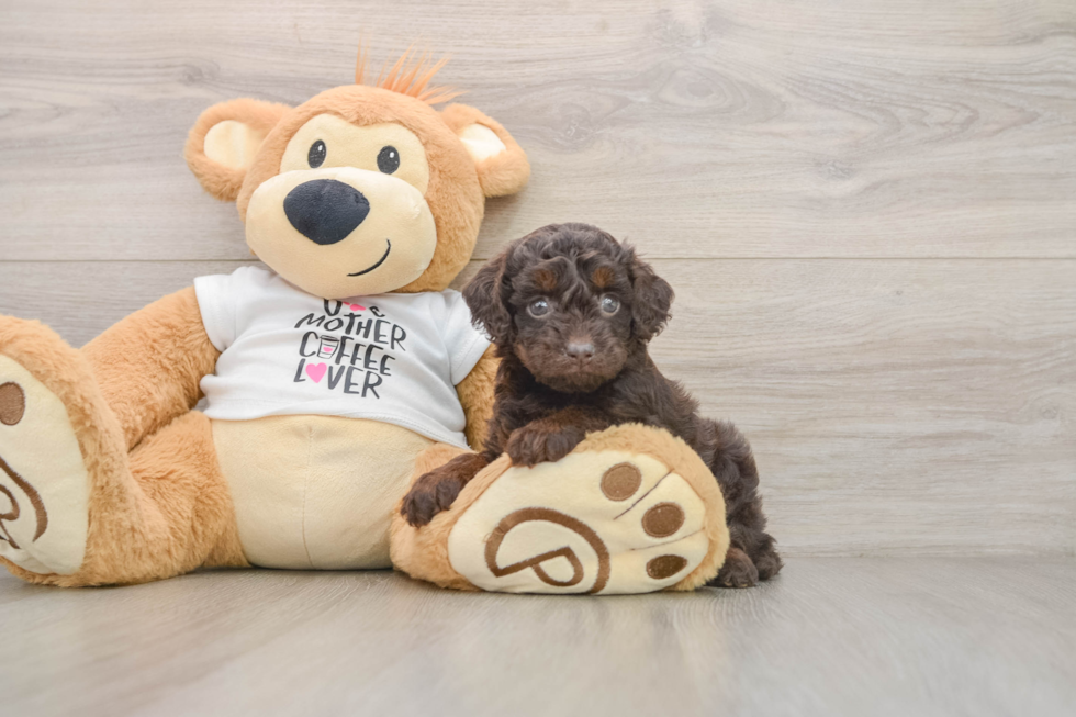 Cockapoo Puppy for Adoption