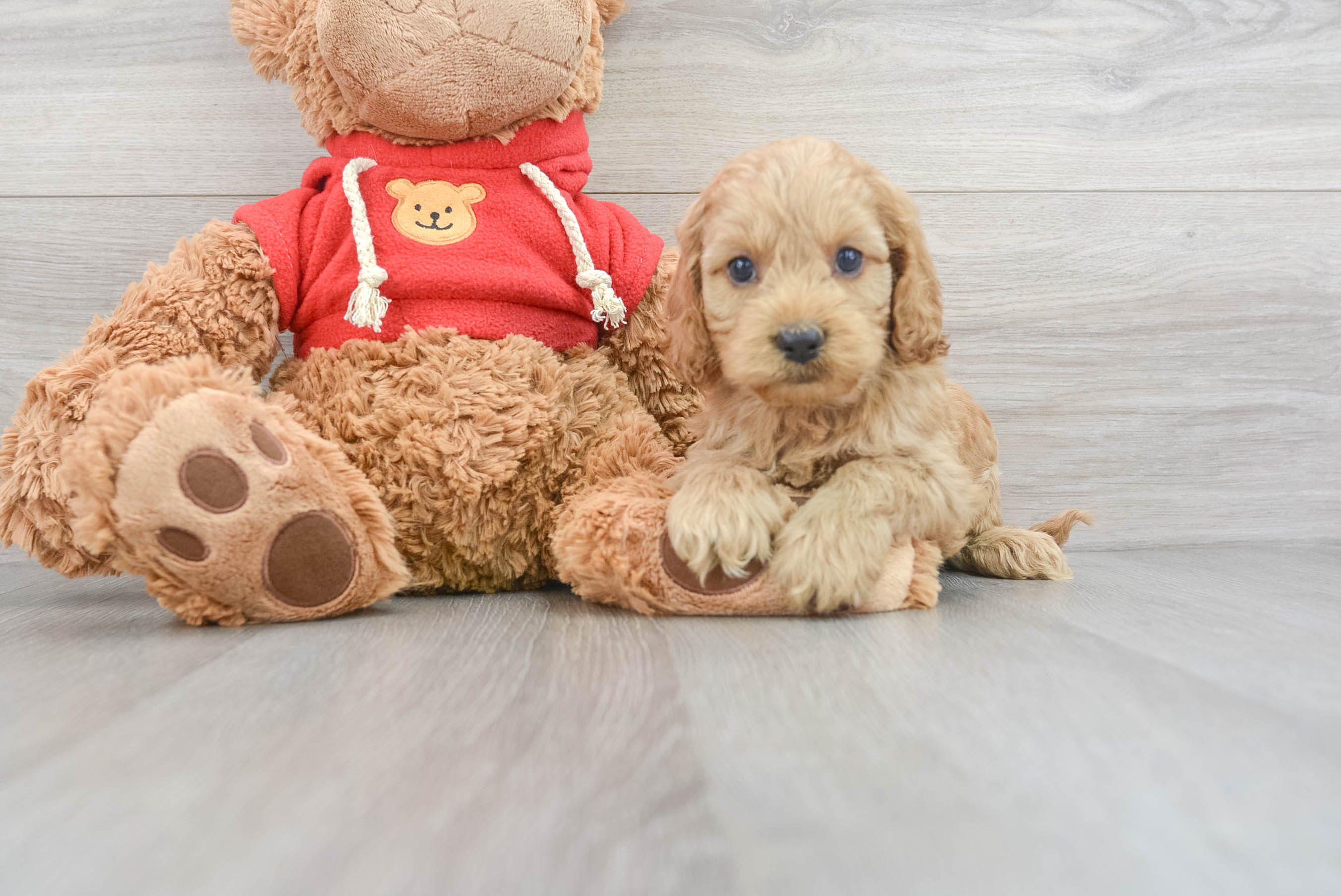 Cockapoo Puppies for Sale Florida Fur Babies