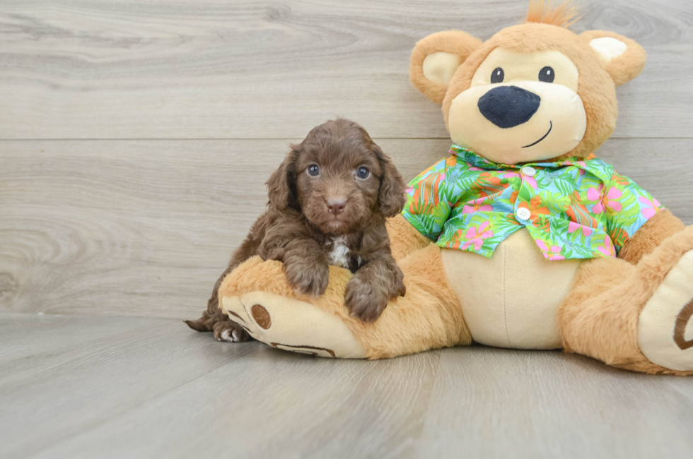 6 week old Cockapoo Puppy For Sale - Florida Fur Babies