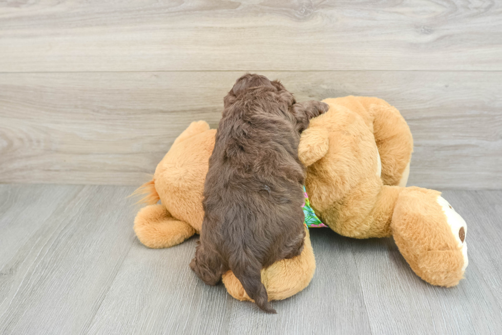 Energetic Cocker Doodle Poodle Mix Puppy