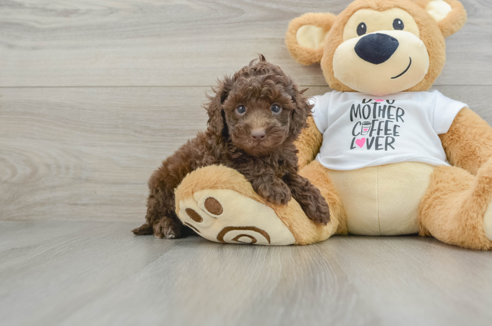 5 week old Cockapoo Puppy For Sale - Florida Fur Babies