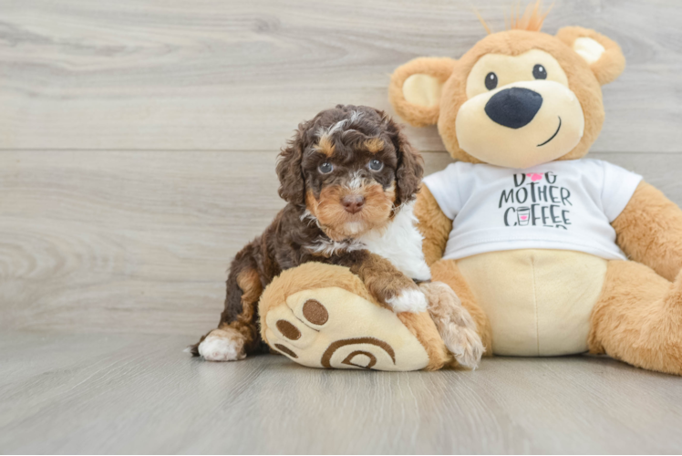 Fluffy Cockapoo Poodle Mix Pup