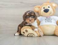7 week old Cockapoo Puppy For Sale - Florida Fur Babies