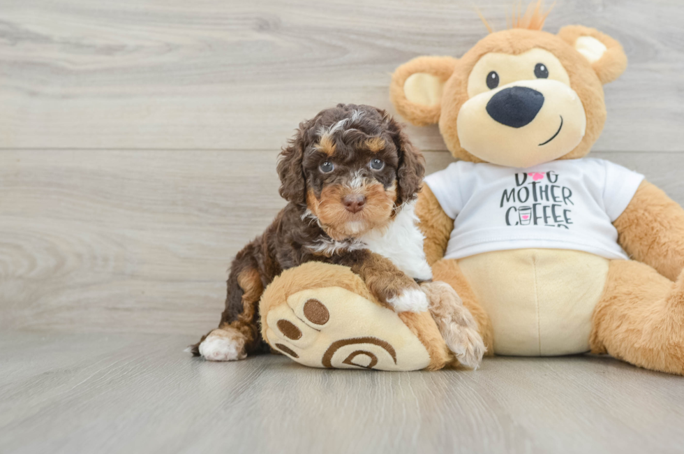 5 week old Cockapoo Puppy For Sale - Florida Fur Babies