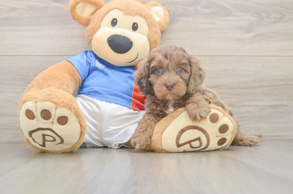 5 week old Cockapoo Puppy For Sale - Florida Fur Babies