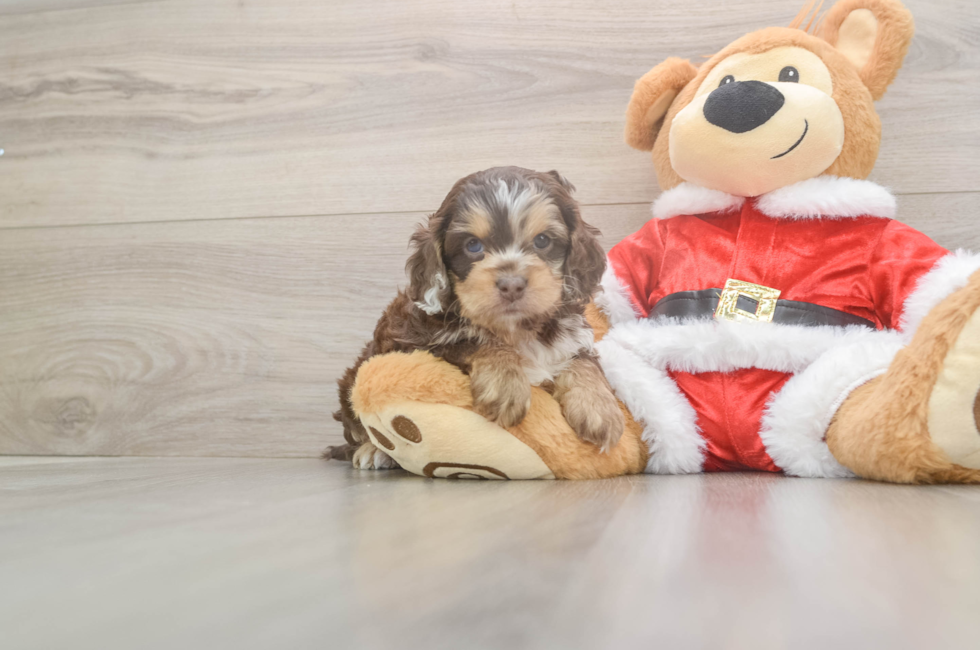 5 week old Cockapoo Puppy For Sale - Florida Fur Babies