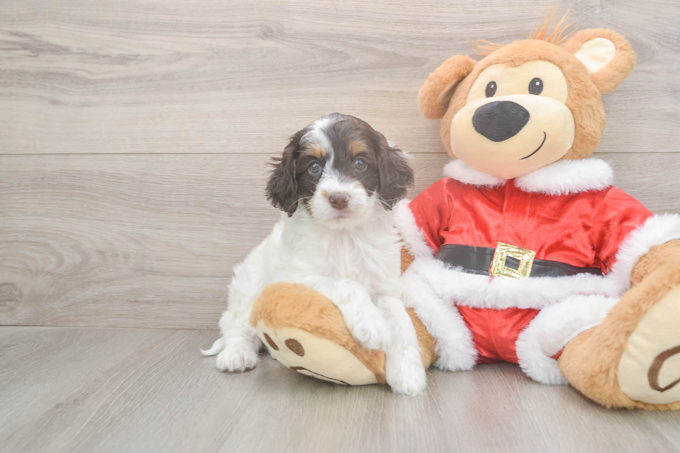 Cockapoo Puppy for Adoption