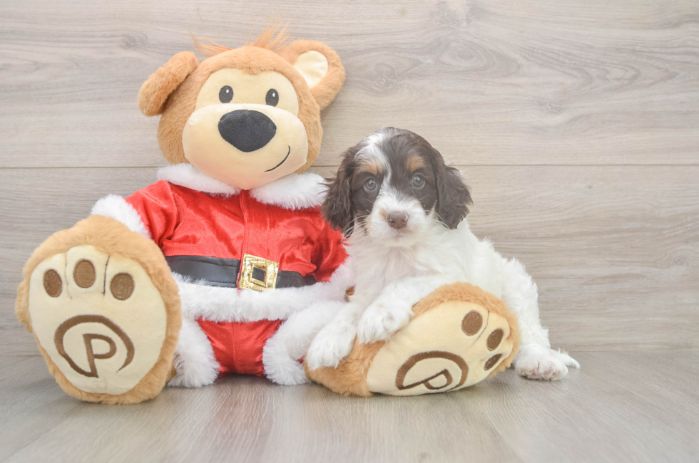 5 week old Cockapoo Puppy For Sale - Florida Fur Babies