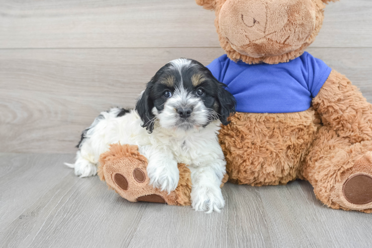 Best Cockapoo Baby