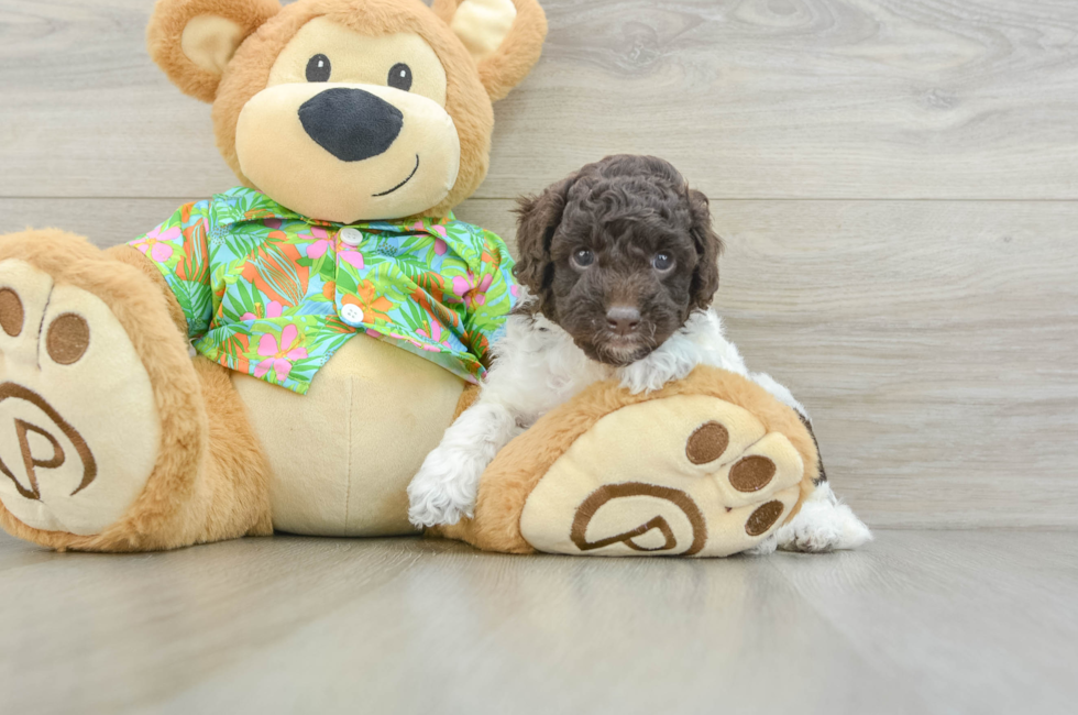 5 week old Cockapoo Puppy For Sale - Florida Fur Babies