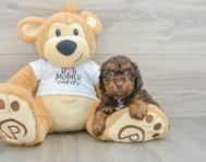 7 week old Cockapoo Puppy For Sale - Florida Fur Babies