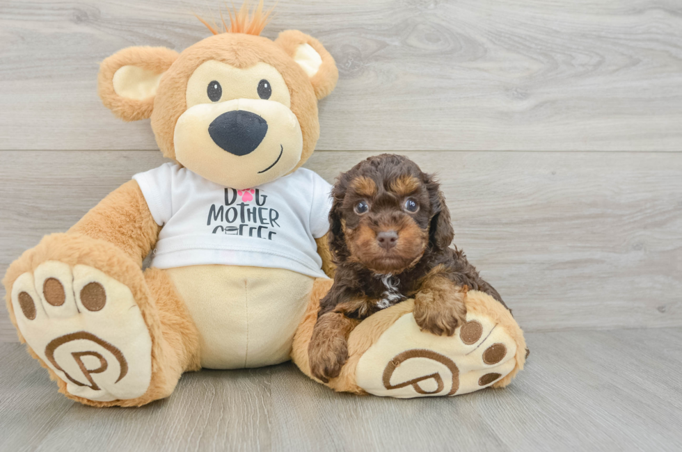 5 week old Cockapoo Puppy For Sale - Florida Fur Babies