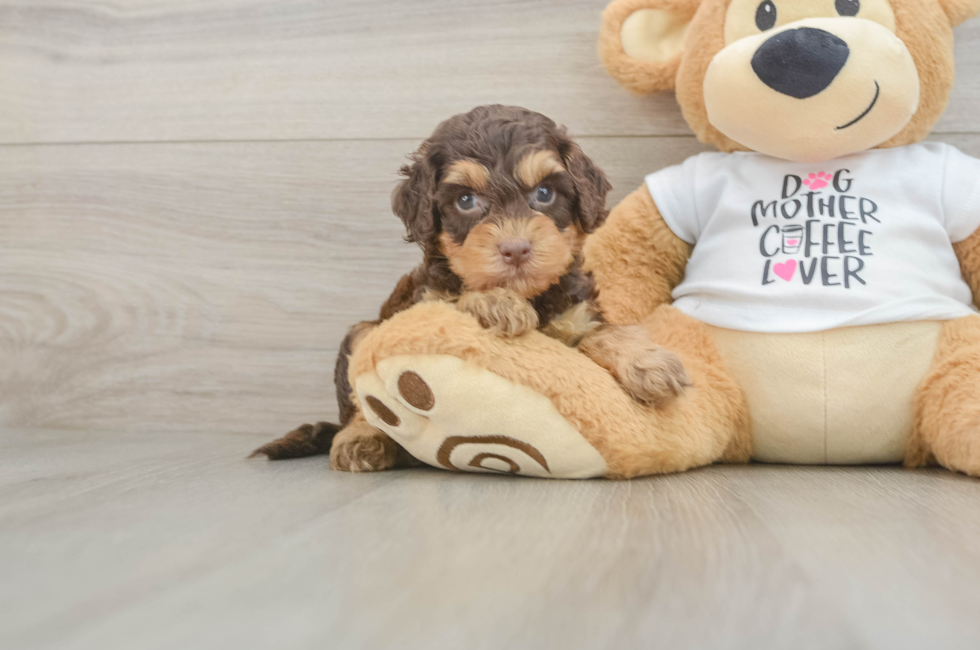 5 week old Cockapoo Puppy For Sale - Florida Fur Babies