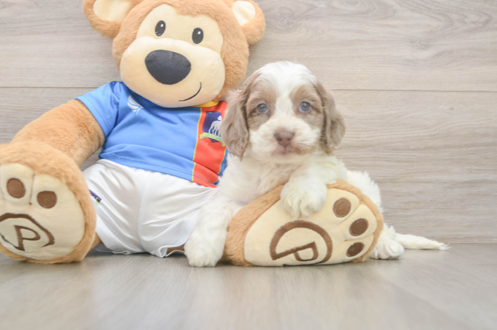 5 week old Cockapoo Puppy For Sale - Florida Fur Babies