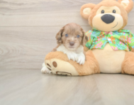 6 week old Cockapoo Puppy For Sale - Florida Fur Babies