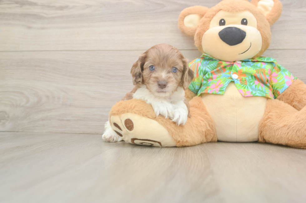 6 week old Cockapoo Puppy For Sale - Florida Fur Babies