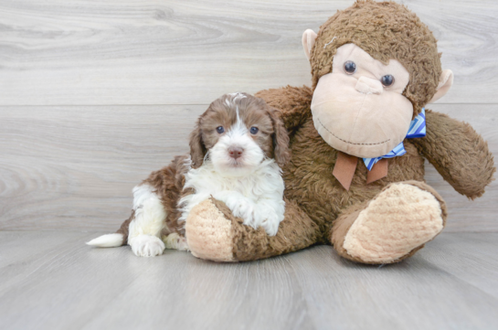 Cute Cockapoo Poodle Mix Pup