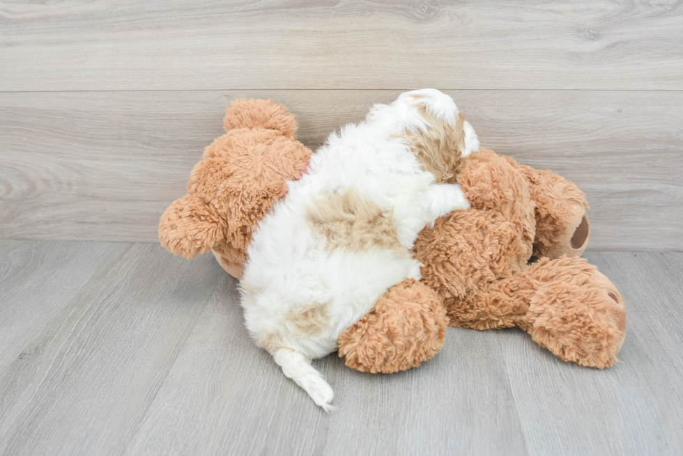 Cockapoo Puppy for Adoption
