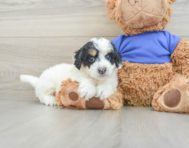 7 week old Cockapoo Puppy For Sale - Florida Fur Babies