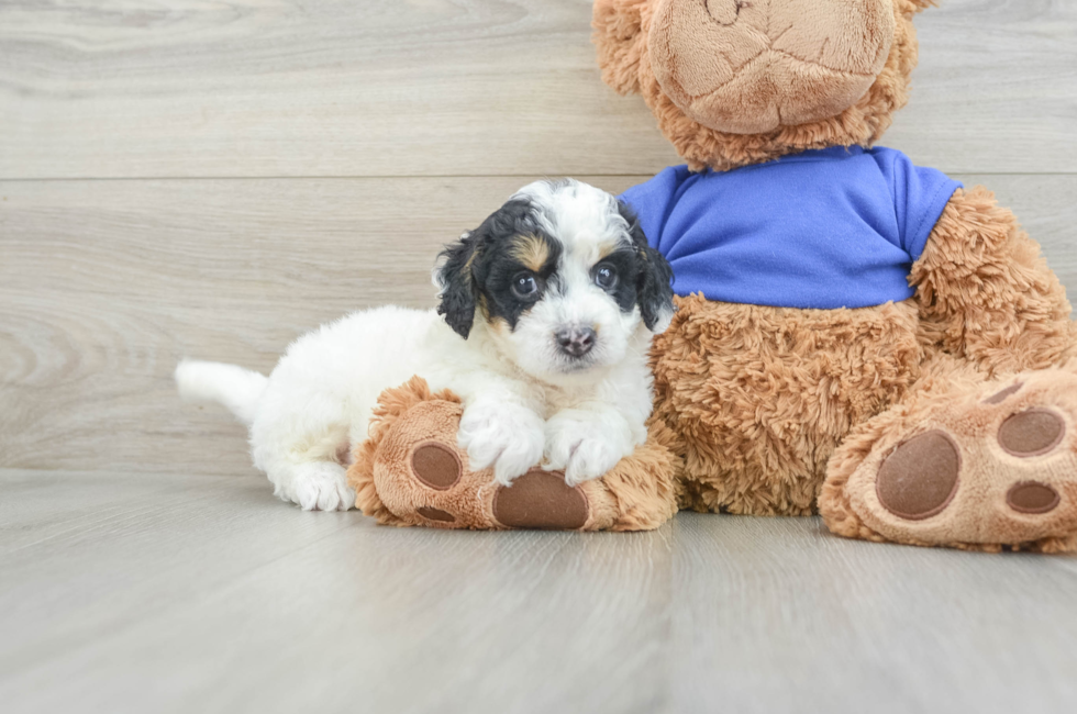 7 week old Cockapoo Puppy For Sale - Florida Fur Babies