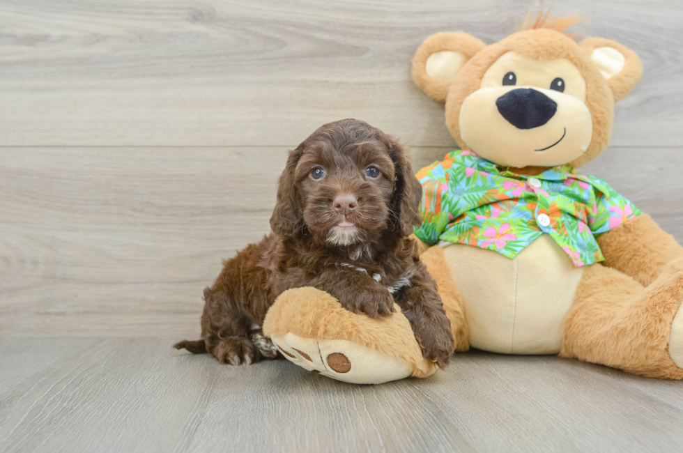 5 week old Cockapoo Puppy For Sale - Florida Fur Babies